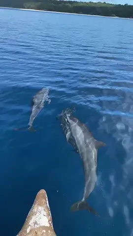 ILHA JACO🇹🇱#fyp #dolphin #timorsea🇹🇱🌹🌊 