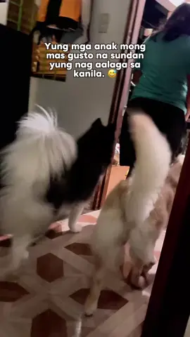 Sila na ngayon yung naka bantay kay Ate Veron. Hahaha 😂 #shilohthesibhusky #Liorathegoldenretriever #shilohandliora #goldenretrievers #siberianhusky #dog  #funnydogs  #fypviralシ #fypシ゚ #fypシviralシ2024 #fyp #fypシviralシ2024 #foryou