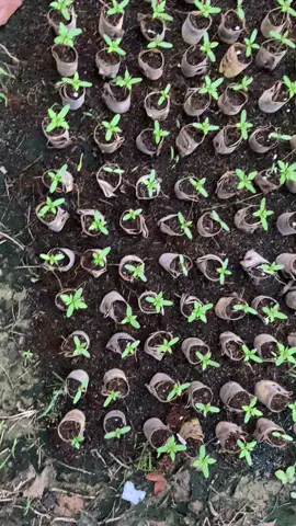 Tết đến rồi 😁