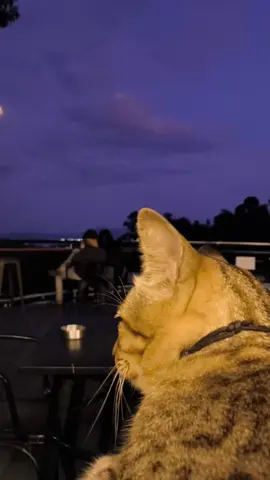 😼 : isi sendiri caption nya🙃 #fyp #kucingmujair #fyppp #kucingtiktok #fyppppppppppppppppppppppp 