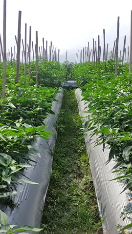 60hst #pertanian #petanicabe🌶 #cabaimerah #petanimudasukses #petanimilenial #petanijawatimur #petaniindonesia #petanimuda #fyp 