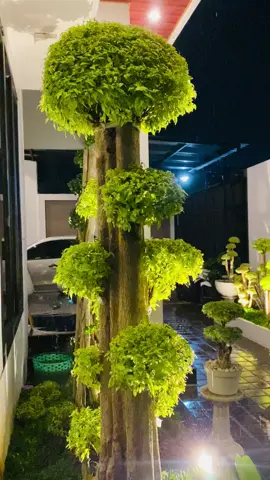 Gedang goreng + kopi 