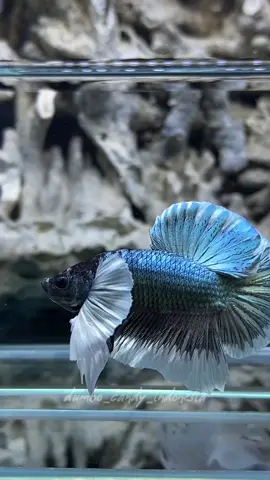 Hmpk DUMBO Ear Blckcooper buterfllay 👽👽👽#TikTokLIVE #cupanghiasindonesia #cupanghias #ikancupanghiasindonesia #ikancupanghias #cupang #cupangdumboear #dumboear #bettafish #ikanhiasairtawar #betta_lover 