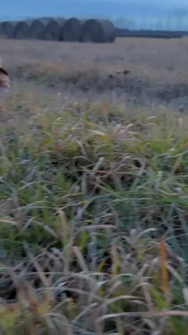 Meowdy purrtners. Here is the second half of the walk Pumpkin went on. She even stayed out in the field longer than Spicer and Olaf, the later of which shows up toward the end 😊  #cat #tuxedocat #cattok #zoomies #kittycat #catlovers #cats #catvideos #catwalk #catwalks #kitty #catlover #orangecat #cutecat 