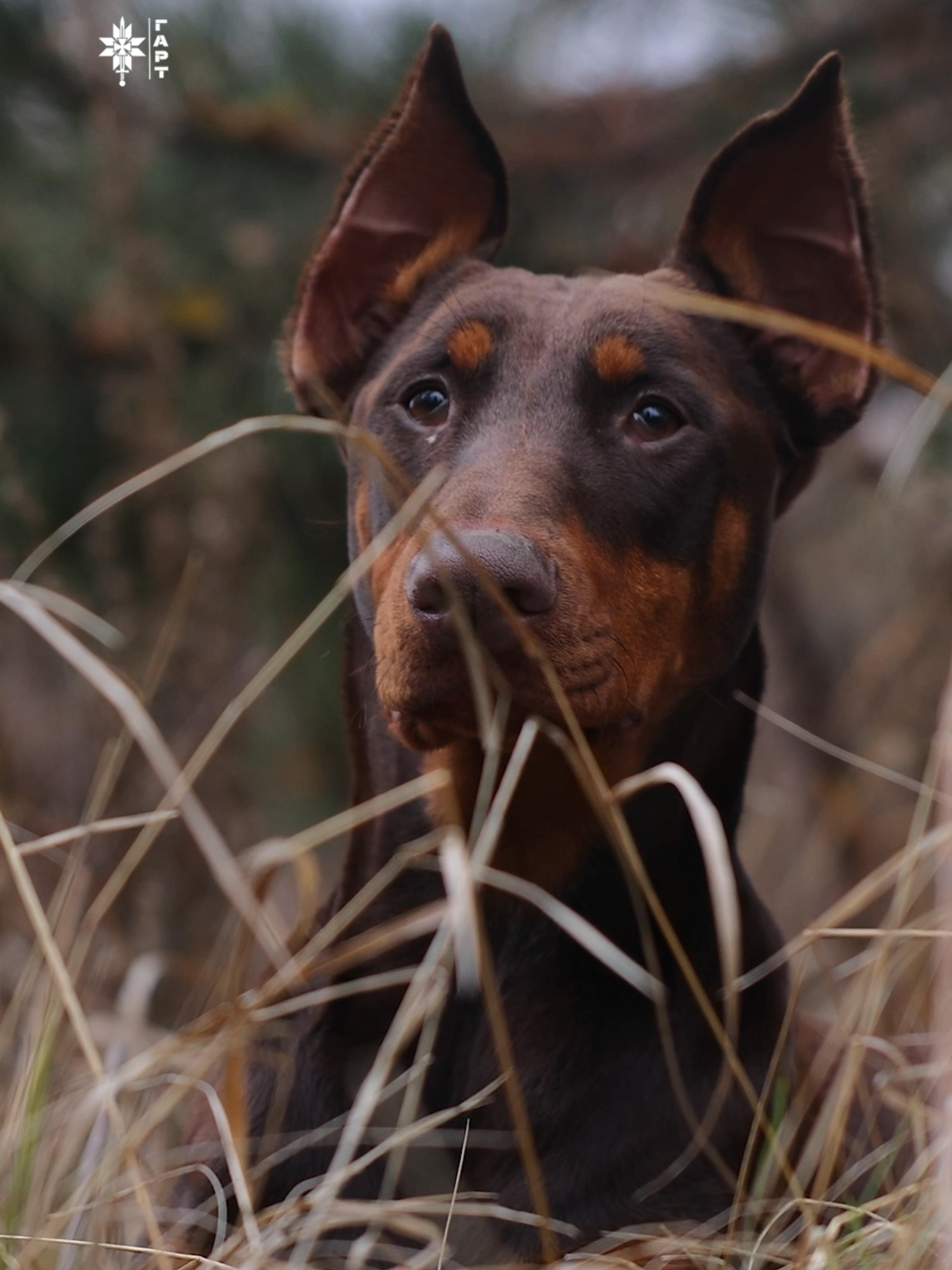 Вони приносять нам усмішку, виводять із депресії, надихають та мотивують, а ми даруємо їм свою любов, турботу та захист – мова про найкращих у світі друзів людей – тварин.   Щорічно 30 листопада відзначають їхнє свято - Всесвітній день домашніх тварин, які стали невіддільною частиною військових фронтових буднів. «Кота не купуй – в армії видадуть» - популярний та досить життєвий тренд із соцмереж. Переважно мова про тварин врятованих із прифронтових районів. Для військових вони стають рідними, часто їздять за ними із ротації в ротацію. А буває, що бійці забирають на службу власних чотирилапих.  Собаки Локі та Мілка саме з таких «новопризваних». Служити прийшли разом з господарями. Оборону тримають на Харківщині під Вовчанськом. Для власників вони справжні побратими. Завжди підтримають, розрадять, а іноді й про небезпеку попередять. Тай самі собаки щасливі бути зі своїми рідними наставниками. Про службу у парі з улюбленцями, дізнавайтеся детальніше у відео.#ВсесвітнійДеньДомашніхТварин, #WorldPetDay, #ЧотирилапіПобратими, #FurryComrades, #ТвариниНаФронті, #AnimalsOnTheFrontline, #ЛокіТаМілка, #LokiAndMilka, #ВійськовіТварини, #MilitaryPets, #ЗахистУкраїни, #DefendUkraine, #Побратими, #Comrades#HartBrigade#ПеремогаРазом#FourLeggedHelpers#ЧотирилапіПомічники