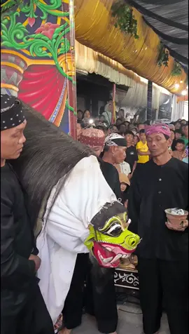 Macan macanan Tersno Budoyo Kemiren #barong #barongbanyuwangi #tresnobudoyo #macanmacanan  #jaranan #jarananindonesia  #jarananjawa #jarananbanyuwangi #kemiren #banyuwangi #jawatimur #indonesia 
