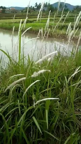 Angin Bulan November# Emilia Contessa#artist#llagu#pop Indonesia