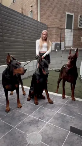 dobermanFamily❤️‍🔥❤️‍🔥 #ドーベルマン　#doberman #dobie #愛犬#dobermanpinscher #dobermann #ドーベルマンパピー　#dobermanpuppy #dobermanpride