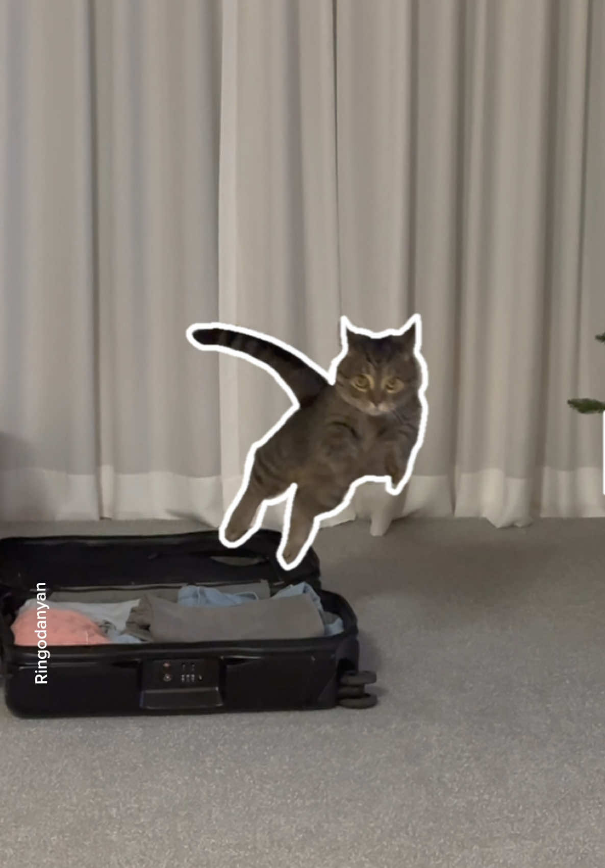 Capture your cat‘s cutest moments!📸 #cute #cat #catsoftiktok 