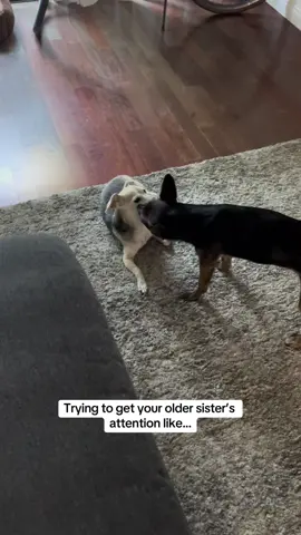 #dog #dogs #dogsoftiktok 