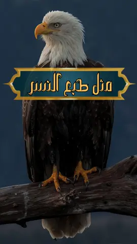 مثل طبع النسر طبعي #باسم_الكربلائي #اكسبلور 