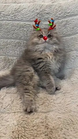 #funnycatsoftiktok😂😂😍cute #kitty #cats #kittens #fyp #catlover #rek #viral #meow #catsoftiktok #viralvideo #funny #foryou #pet #cat #trending #рек #cutecat #cute 