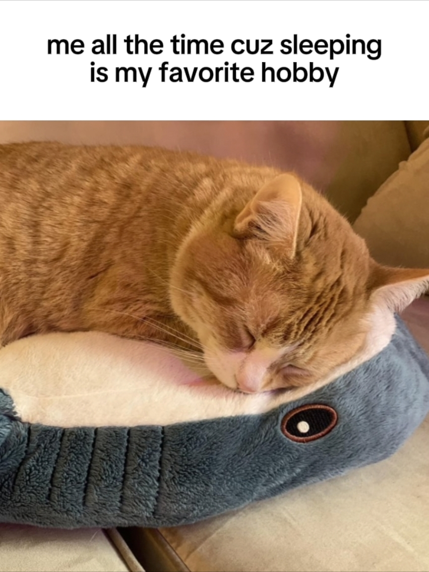 literally me fr fr #memestiktok #relatable #silly #sharkthoughts #thoughts #fyy #CapCut 
