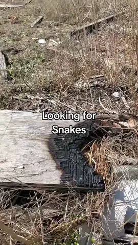 #snake #snakes #tiktok #gophersnake #rattleblade #rattlesnakes #rattlesnake #fyp #foryou  #animals #reptiles #viral #trending #new #outside #reptiles  #sandiego #nature  #foryoupage #fypviralシ  #snakewrangler #wrangler #top #good #selflove 