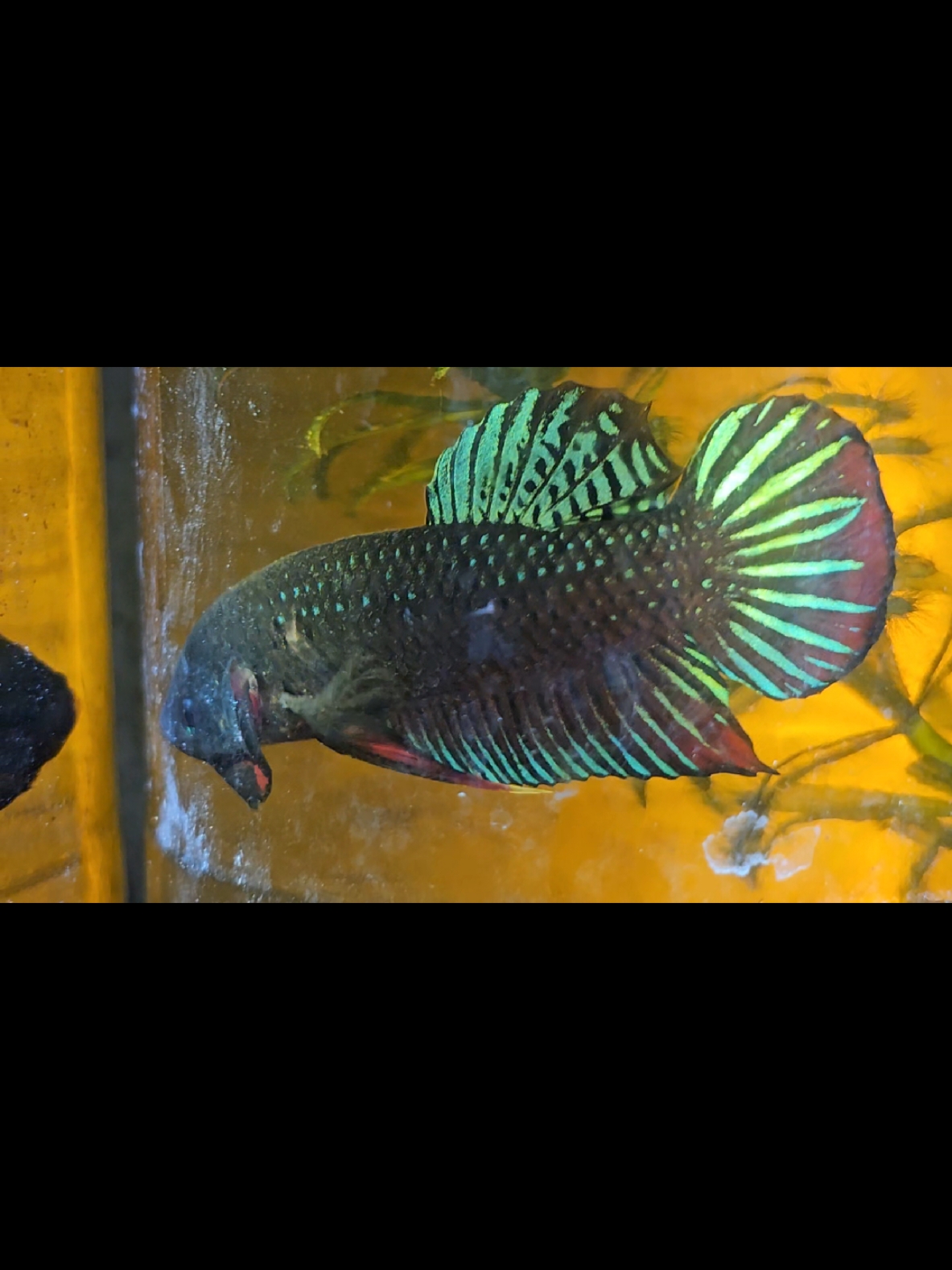 แก้มแดงตะวันออกกลาง #ปลากัด #ปลากัดใต้ #ปลากัดแก้มแดง #ปลากัดป่า #ปลากัดลูกทุ่ง #ปลากัดมหาชัย #ปลากัดภูเรือ #อิสานหน้างู #สัตว์น้ําประจําชาติไทย #ปลากัดสวยงาม 