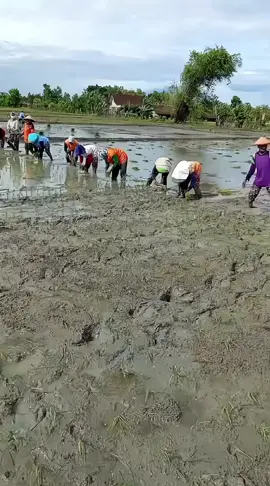 Buruh tandur langka #agriculture #farming #buruh #buruhtani #sawah #petani #petaniindonesia🇮🇩🇮🇩🇮🇩🌿🌿 #petanimuda 