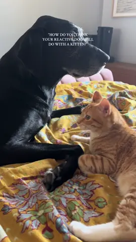 Never in a million years did I think my big girl would become lowkey besties with a cat. She is very selective with pet friends, but Via and Cheddar hit it off from the start. He finds a lot of comfort in her 🧡 #kitten #kitty #fyp #greatdane #labrador #catsoftiktok #cat #orangecat #BestFriends #cheddar