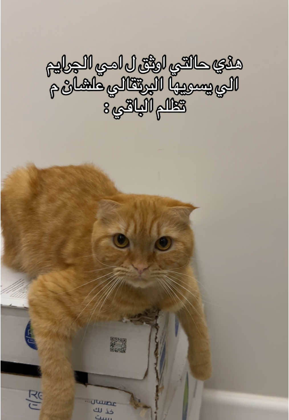 تعجبني جلسة الواثق م يدري ان الوالده بتهاوشه
ً
ً
ً #قطو #قطوة #قطوتي #بسه #cat #cats #explor #ماشاءالله #محتوى #مالي_خلق_احط_هاشتاقات #الهشتاقات_للشيوخ #ترند #ترندات_تيك_توك #ترندات #قطط #قط #catsoftiktok #catlover #catlovers 