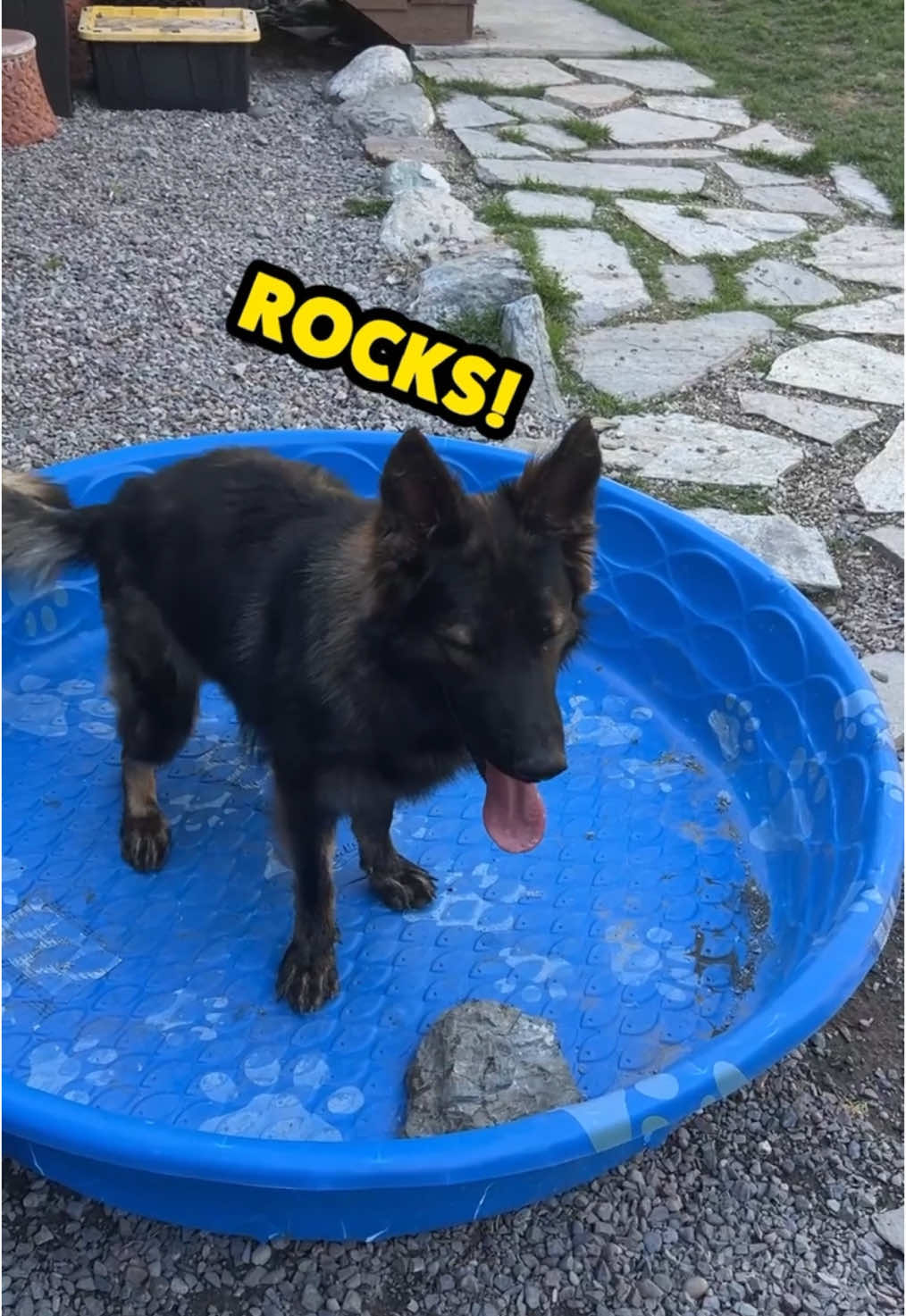 We double dog dare you to say no to these pups 🐶 #dog #dogsoftiktok #cow #germanshepherd #hat #dub #vo #rufus