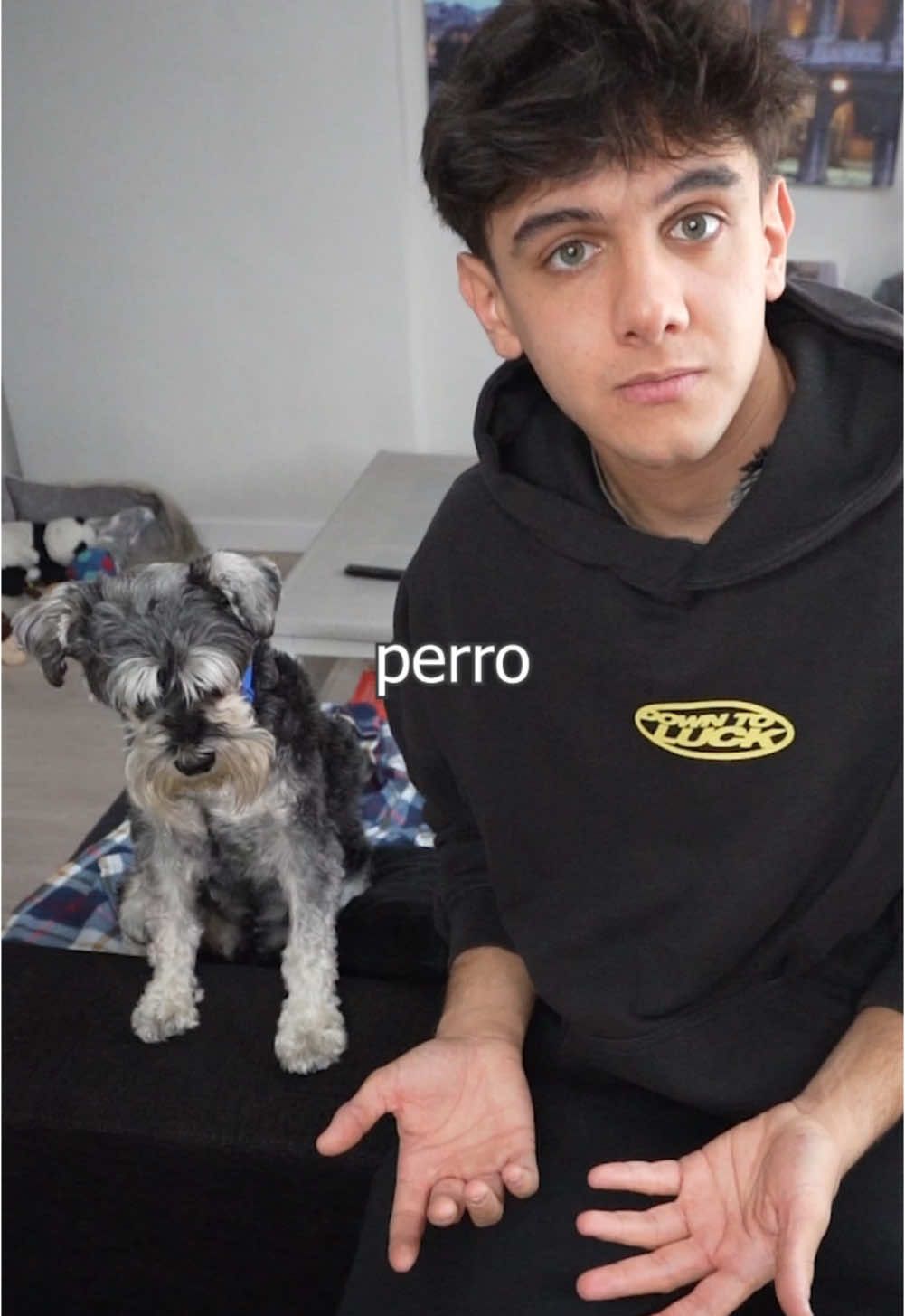 Mi perro eligie entre 100$ y un hueso