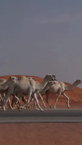 شيديد البل ماشاء الله تبارك الله  الله يبارك لهم #اشيقر #سلطان_التميمي #المجمعه 