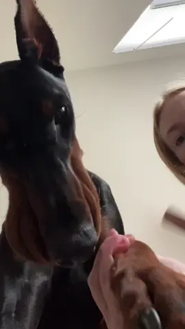 biiig influencers But fr this thing is so nice #dogsoftiktok #doginfluencer
