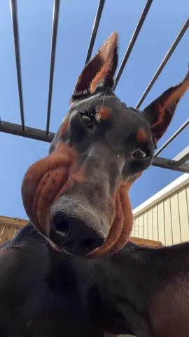 Bork #dog 