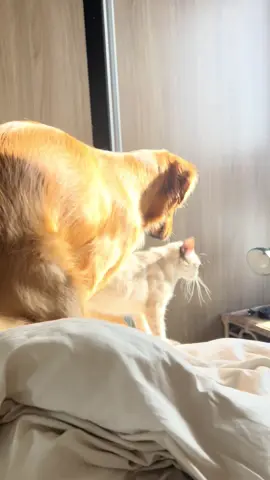 Amor de irmãzinhas 😳🤌🏽🥰 #cutedog #goldenretriever #catsoftiktok #cachorroegato #goldenretrieverlife #catanddog #funnydog #funnycat 