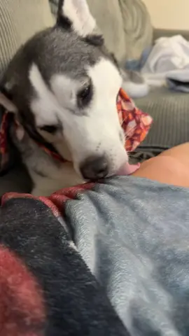 He will literally lick my leg for hours after they have been shaved 😂😂😂 #husky #dogmom #weirdo #getmygoodside #huskylife #fyp