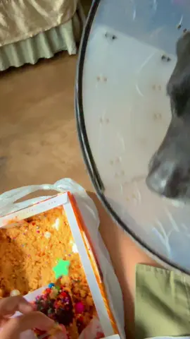 El final 😂😂😂 #burritaburrona #labrador #fypシ #fyppppppppppppppppppppppp #humor #enfermito #amor 