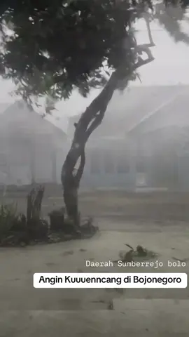 Hujan angin yang sangat kencang dan menegangkan di Sumberrejo - Bojonegoro kemarin sore (30/11/2024) 📽️ meika_ei