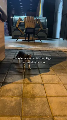 My heart hurts seeing them suffer💔 #fyp #foryou #viral #xybca #cat #cats #straycat #kitty #kittycat #spreadlove 