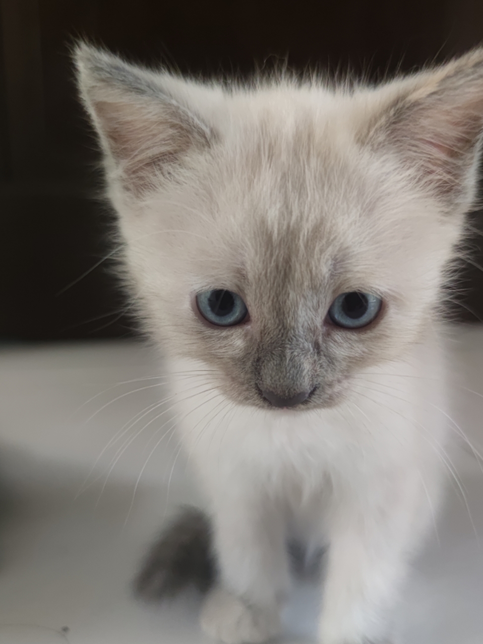 mumun mau 2 bulan 😺