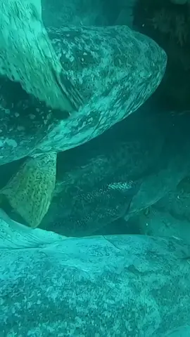 😱😱😱🤙🐟🐟❤️#sperfishing🤿🎯 #scubadiving #مرحبا #CapCut #viral #fishinglife #foryoupage #늙음필터 @⚔️ السفاح🤿 🇹🇳 @⚔️ السفاح🤿 🇹🇳 @⚔️ السفاح🤿 🇹🇳 