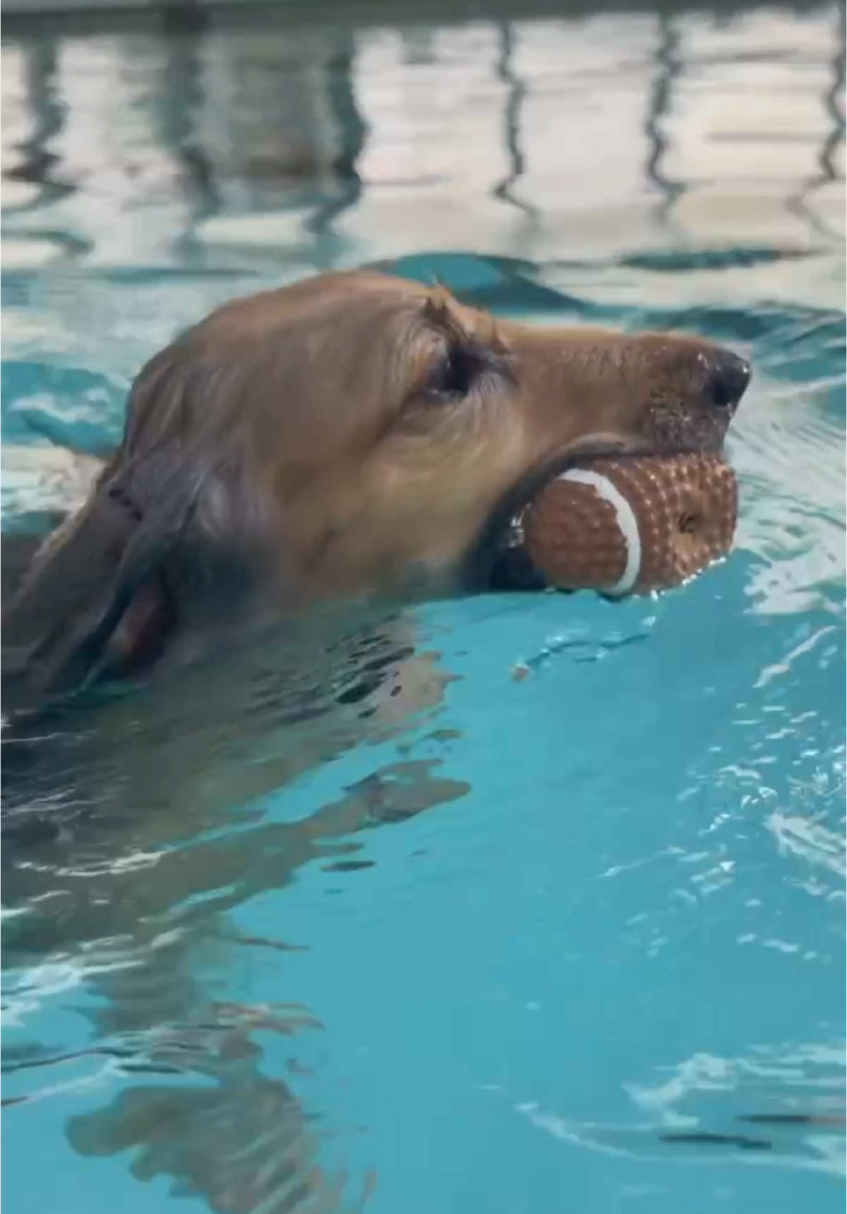 ルルちゃん泳ぐ犬旅編ドックリゾート山中湖woofのプールで泳ぎまくり #山中湖ドックリゾートwoof #泳ぐ犬 #プール犬 