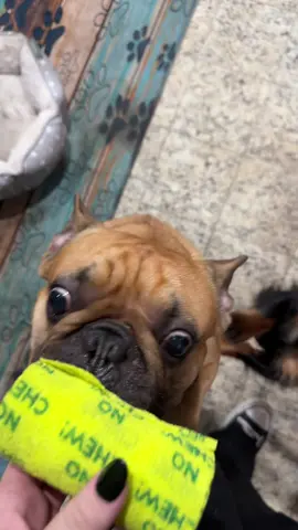 Trying the no chew wrap. Of course its Dracos and Dr. Jims favorite! 😂 #nochewingallowed #nochewbite #vetmed #vetmedlife #coflex #vetria #petlove 