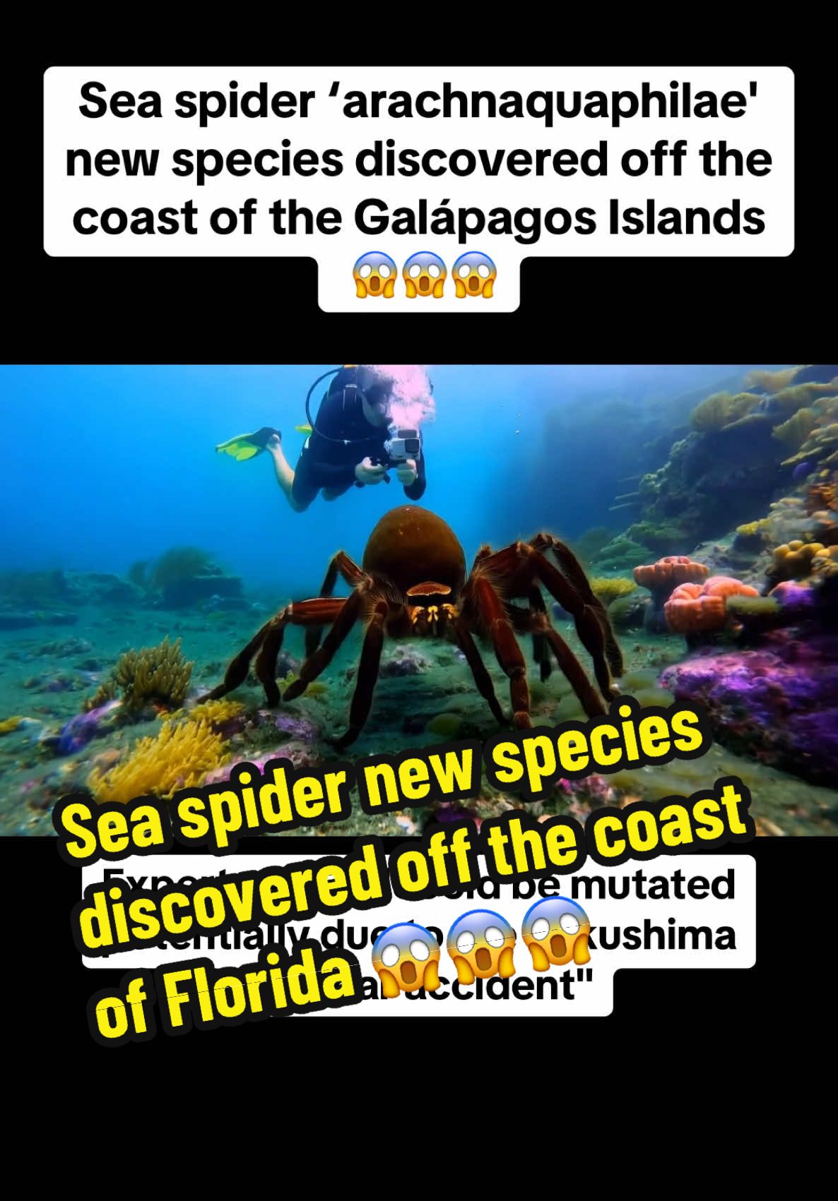 Sea spider discovery of new species found off the Florida coast #seaspider #seaspiders