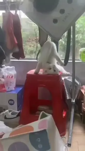 lagingapaincing  #funnycat #whitecat #kucingkocak 