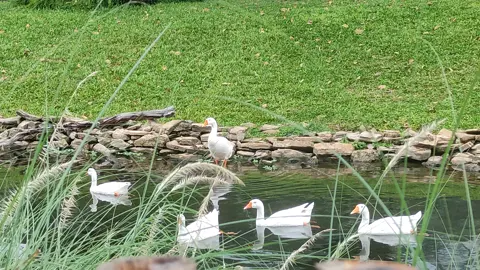 swim swim ducky ducky𓅭🦆🦢🌊💫 #duck #peaceful #scenery #swim #lake #aesthetics
