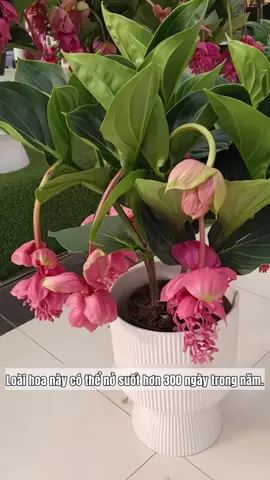 Bảo liên đăng, hòn ngọc viễn đông