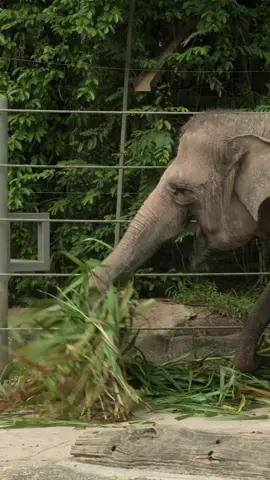 Ready for an elephant-sized adventure? Join Siti and Jon, as they take you behind the scenes to learn more about the care that goes into our herd. 🐘 Backstage Pass: Elephant Encounters runs daily from 2:00pm to 3:00pm. To find out more, simply write in to us at tours@mandai.com! #MandaiWildlifeReserve #SingaporeZoo #Elephants #elephantsoftiktok #cuteanimals #thingstodoinsingapore #singapore #sg #sgtiktok