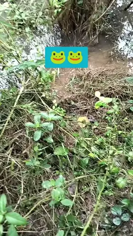 អែមណាស់ខែធ្លាក់ខ្យល់ចឹងមេៗ🐸 #ដាក់លបកង្កែបសម័យថ្មី🐸🐸 #fypシ゚viral #នុយស្នេហ៍ #fvpシ💕foryou #tiktok2024🥳🥳🥳🎉🎉🎉 #នុយស្នេហ៍ហៅកង្កែប🐸 #Haanminh #frong #លប 