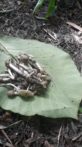 jamur liar alas wadeng bojonegoro