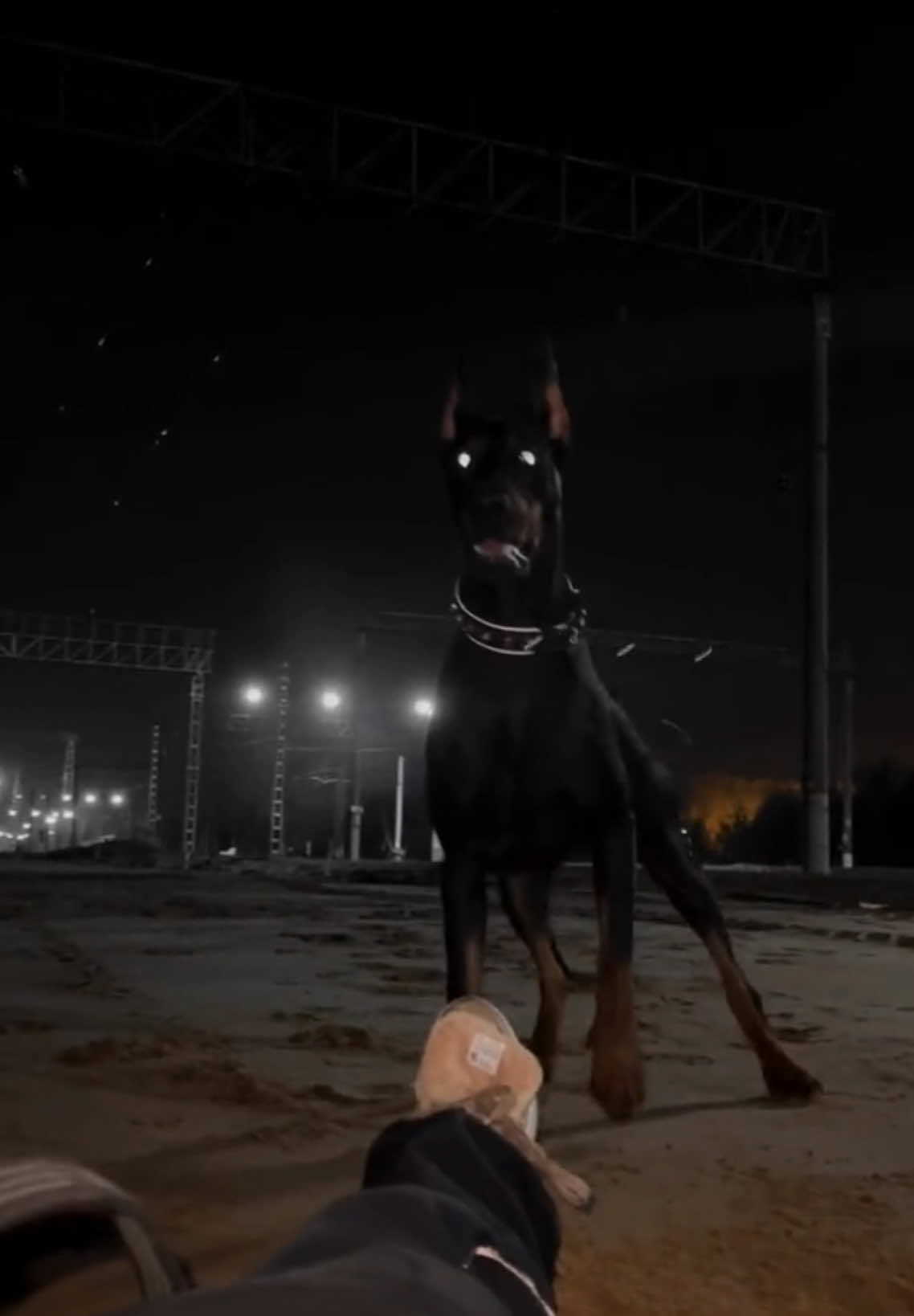 Vui vậy thôi #dog #dobermannpuppy #doberman 