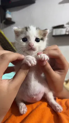 Mi bebe después de cenar🤍 #gatito #gatitopanzon #mishis