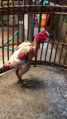 siap masak🥴#koytrad🐔🏆🏆🏆 #ayambangkoksuper #bangkokselatan 