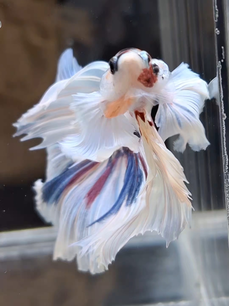 Rosetail Dumbo Ear Betta  #betta #bettafish #cupangdumbo #dumbobetta #halfmoonbetta #bettatok #fishtok #fishkeeping 