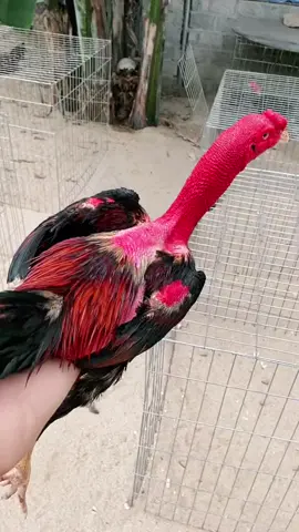 tía rách việc#gàchoivietnam🇻🇳 #gà_chiến_đấu #xuhuongtiktok 