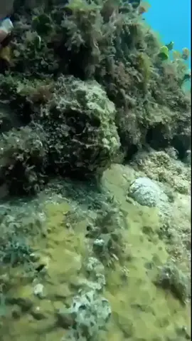 Octopus disguised as a rock 🪨🤣 #cool #nature #pretty  #octopus #oceanlife #foryoupage