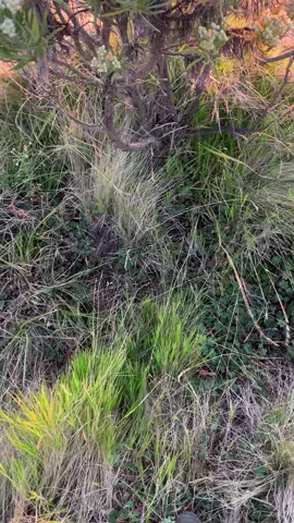 ☺️ #merbabu #pendakifomo #pendakiindonesia #pendakigunung 